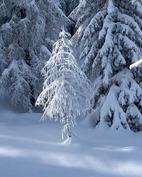 Baum mit Schnee in der Region Murau-Kreischberg